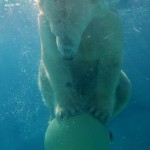 piłka tylko do ciąży i porodu?